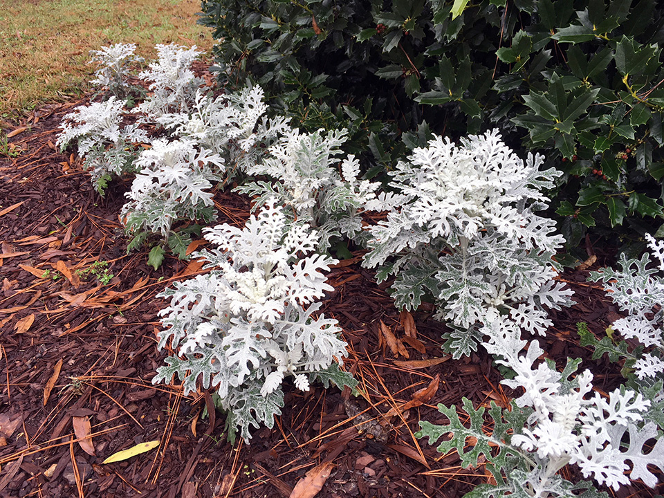 Dusty Miller_AllenOwings.jpg thumbnail
